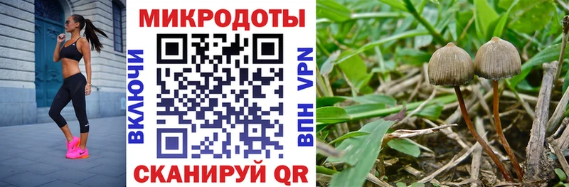 Псилоцибиновые грибы Cubensis  Мценск 